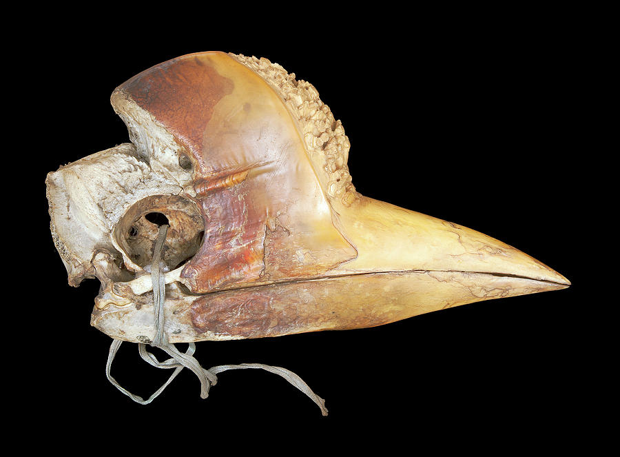 Carved Hornbill Skull #3 Photograph by Natural History Museum, London