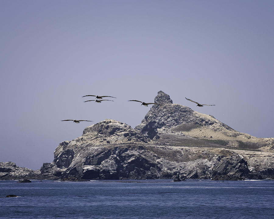Pelican Photograph - Castle Rock #3 by Betty Depee