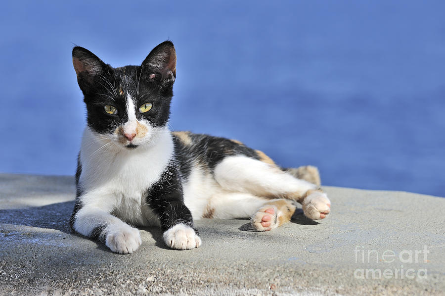 Cat in Hydra island #5 Photograph by George Atsametakis