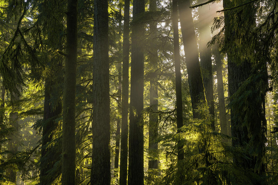 Cathedral Grove, Macmillan Provincial #3 Photograph by Robert Postma