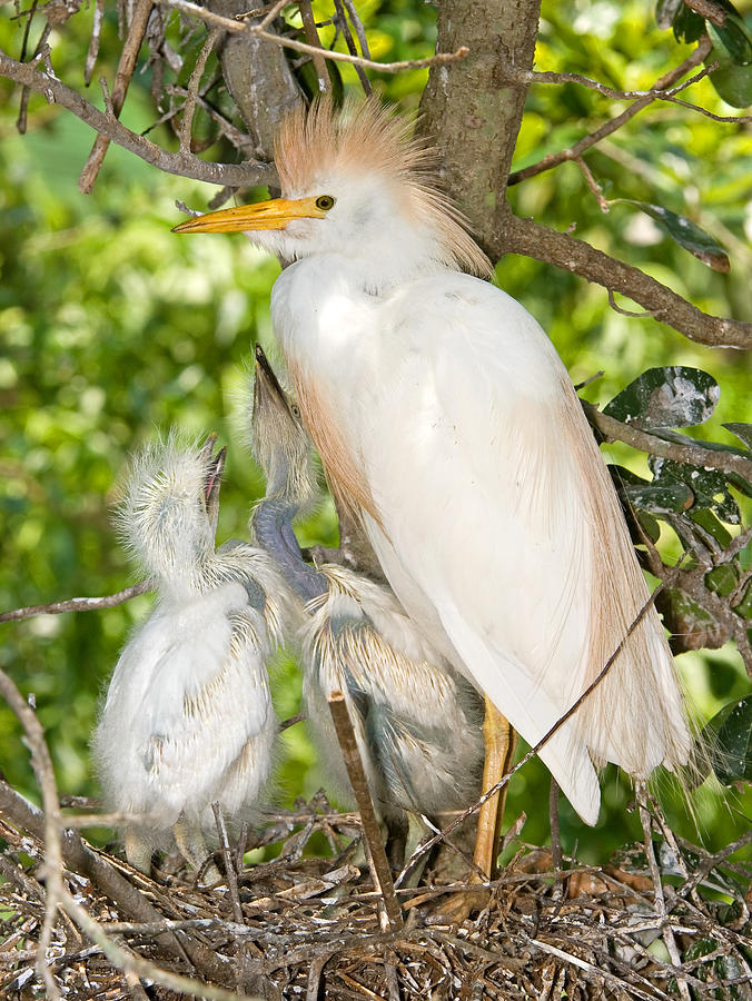 Cattle Egret At Nest With Young #3 Photograph by Millard H. Sharp