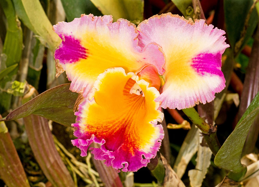 Cattleya Orchid #3 Photograph by Millard H. Sharp