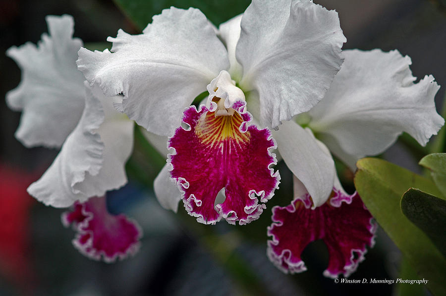 Orchid Photograph - Cattleya Orchid #3 by Winston D Munnings