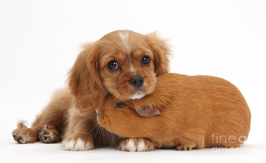 Cavalier King Charles Spaniel Pup #3 Photograph by Mark Taylor