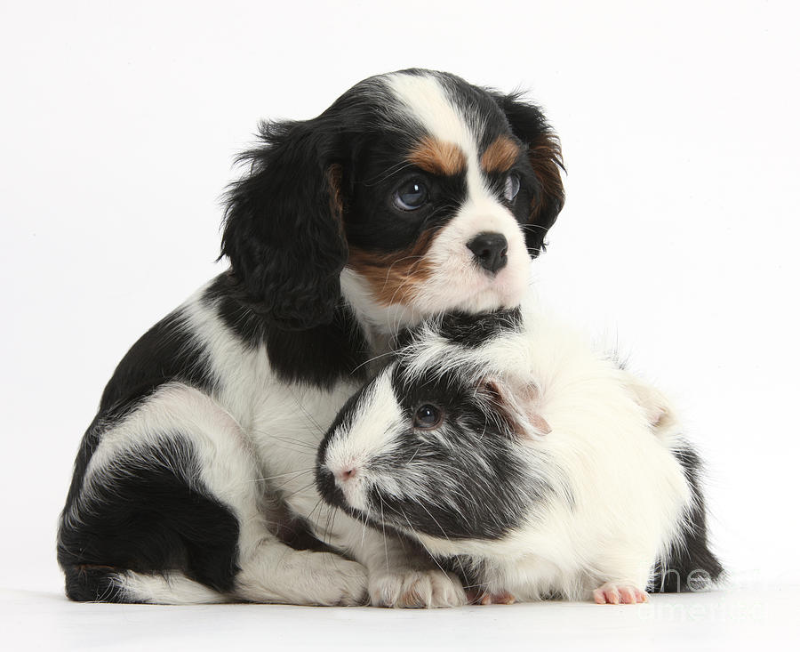 Cavalier King Charles Spaniel Puppy #3 Photograph by Mark Taylor