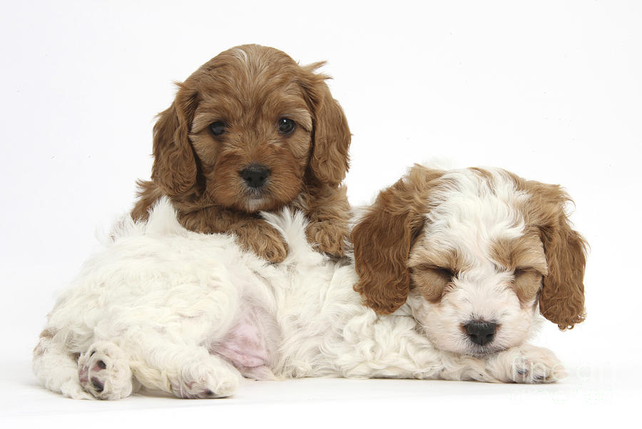Cavapoo Puppies #3 Photograph by Mark Taylor