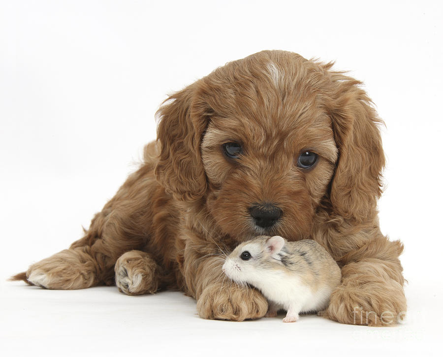 Cavapoo Puppy And Roborovski Hamster #3 Photograph by Mark Taylor