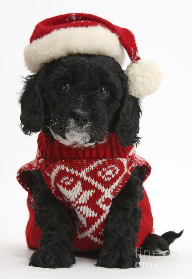Cavapoo Puppy In Christmas Hat #3 Photograph by Mark Taylor