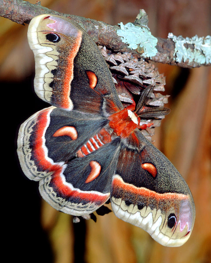 Insects Photograph - Cecropia Moth Hyalophora Cecropia #3 by Millard H. Sharp