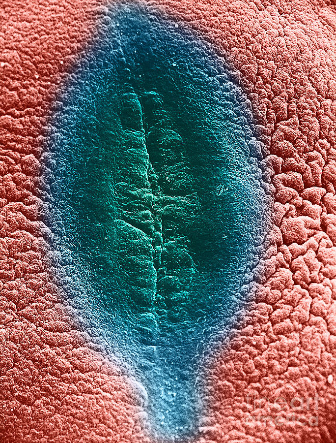 Cell Division, Sem #3 Photograph by David M. Phillips