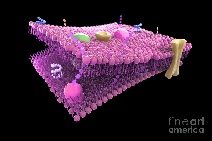 Cell Membrane #3 Photograph by Science Picture Co