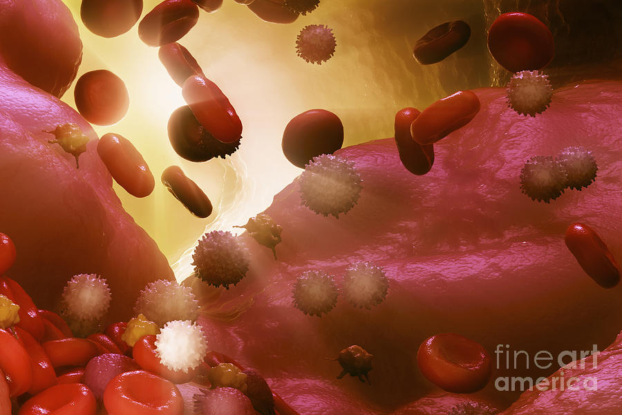 Cells Of The Immune System #3 Photograph by Science Picture Co