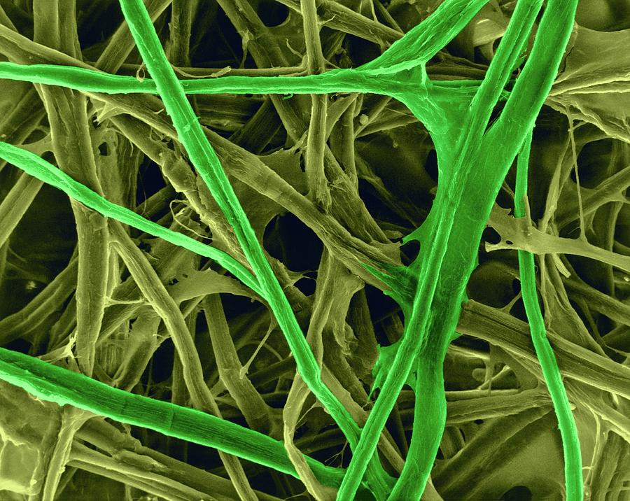 Cellulose Fibres (print Paper) #3 Photograph by Dennis Kunkel Microscopy/science Photo Library