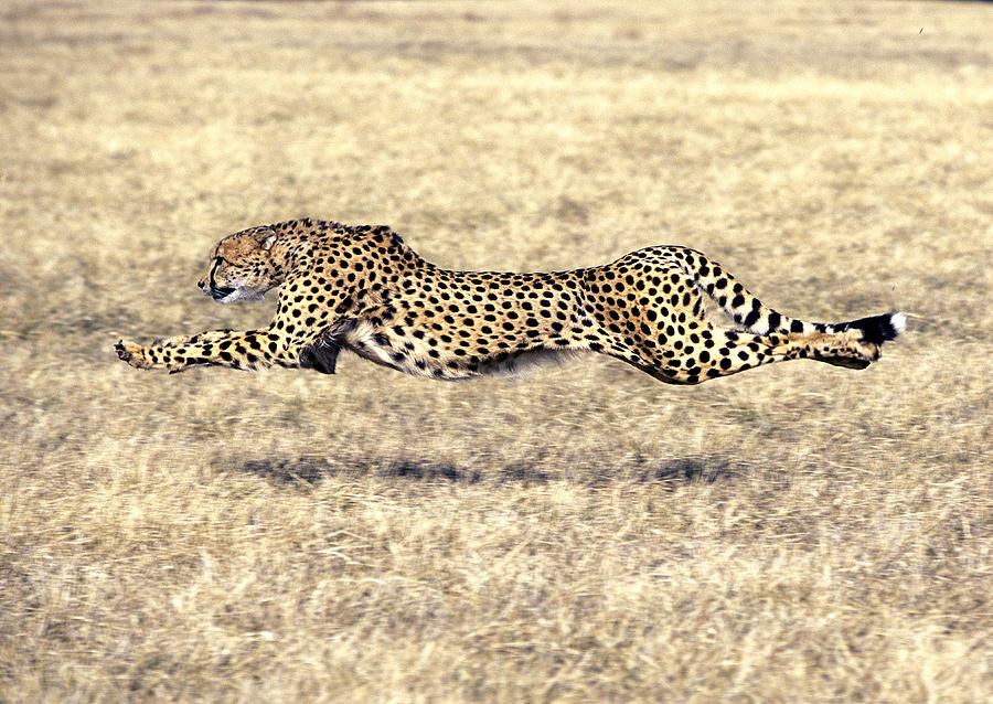 Cheetah Acinonyx Jubatus #3 Photograph by G Ronald Austing