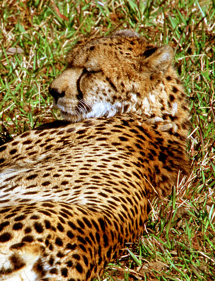Cheetah Acinonyx Jubatus #3 Photograph by Millard H. Sharp