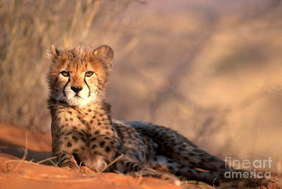 Cheetah #3 Photograph by Art Wolfe