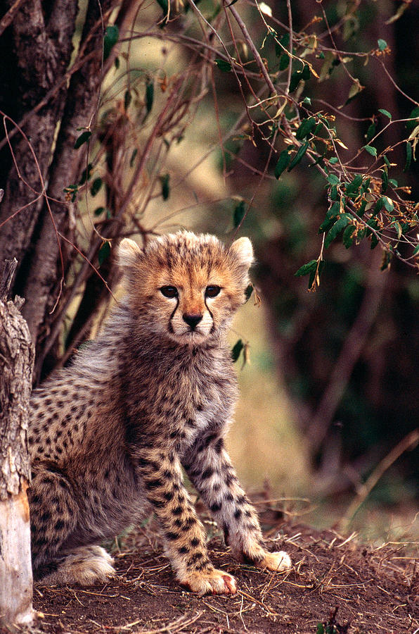 Cheetah Cub #3 Photograph by Mary Beth Angelo