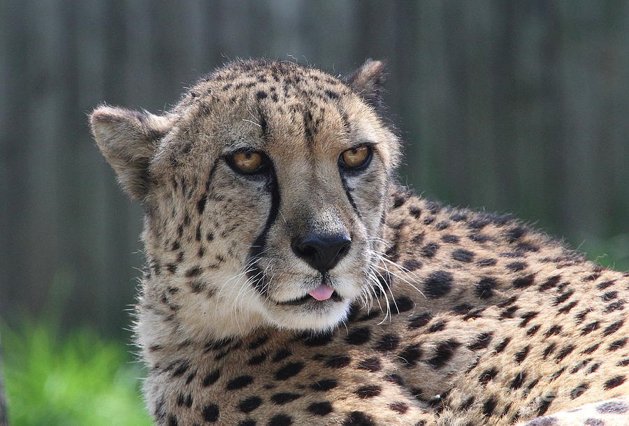 Cheetah Photograph - Cheetah #1 by Ken Keener