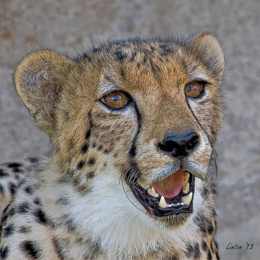 Cheetah Portrait #3 Digital Art by Larry Linton
