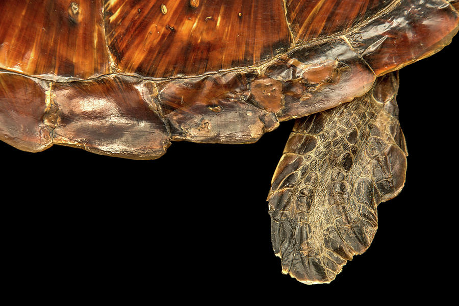 Turtle Photograph - Chelonia Mydas #3 by Natural History Museum, London