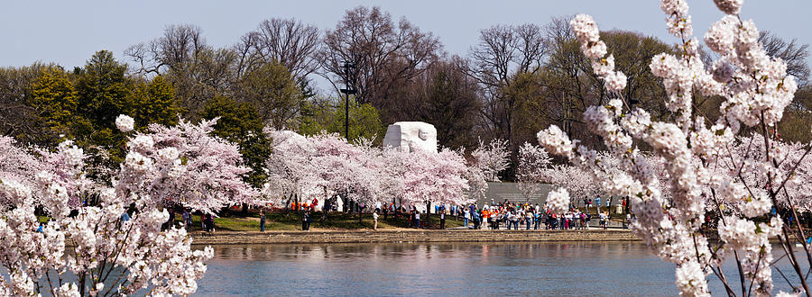 Cherry Blossom Trees Near Martin Luther #3 Photograph by Panoramic Images