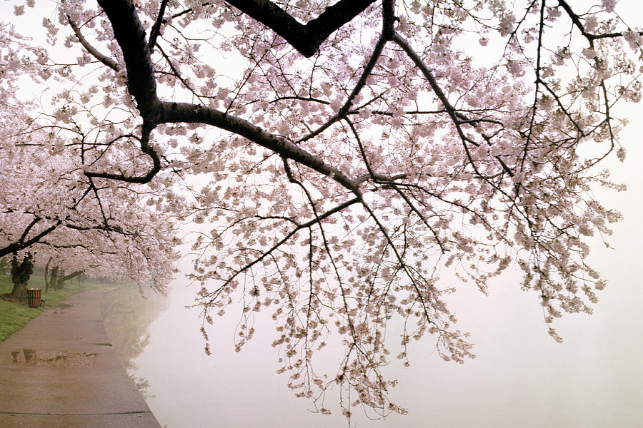 Cherry Blossoms At The Lakeside #3 Photograph by Panoramic Images