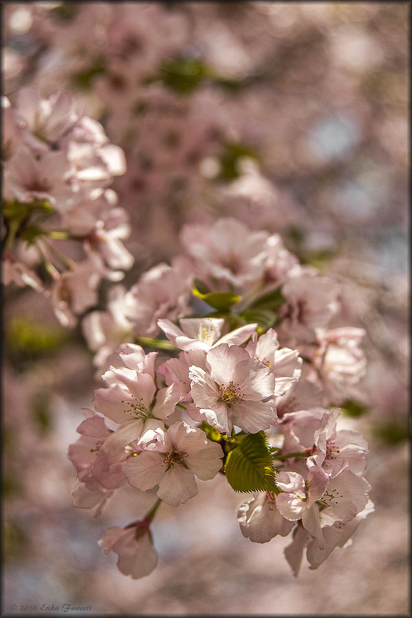 Cherry Blossoms #3 Photograph by Erika Fawcett