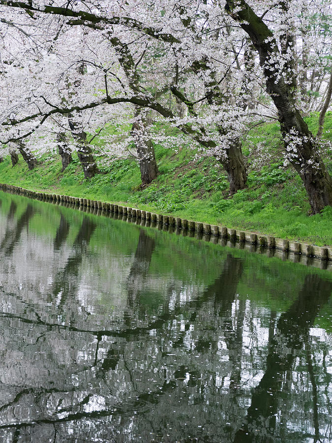 Cherry Trees And Blossoms Reflected #3 Photograph by Panoramic Images