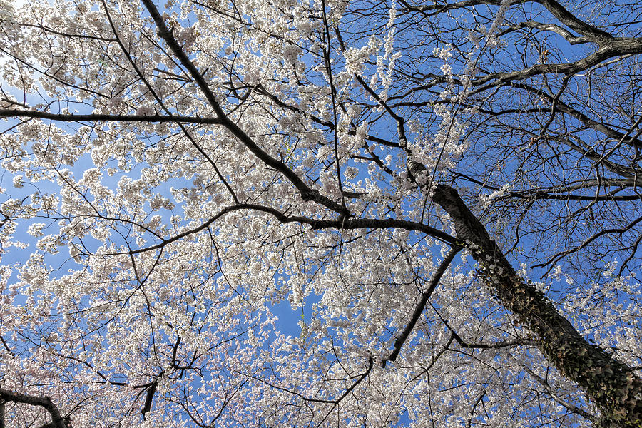 Cherry Trees And Blossoms Photograph