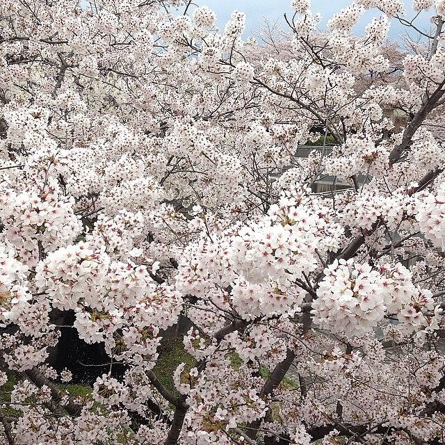 Landscape Photograph - Cherryblossoms #landscape #3 by Tokyo Sanpopo
