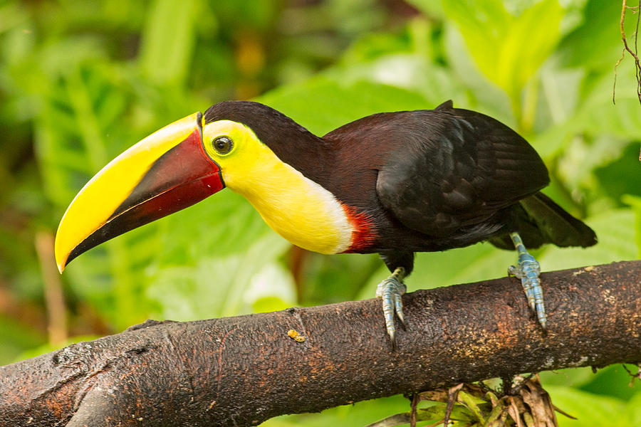 Chestnut Billed Toucan #3 Photograph by Natural Focal Point Photography