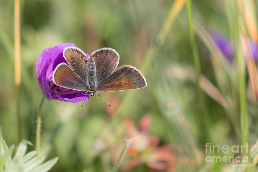 Chestnut Heath Butterfly #3 Photograph by Jivko Nakev