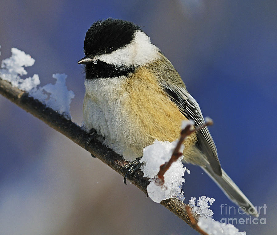 Nature Photograph - Winter Chickadee... by Nina Stavlund