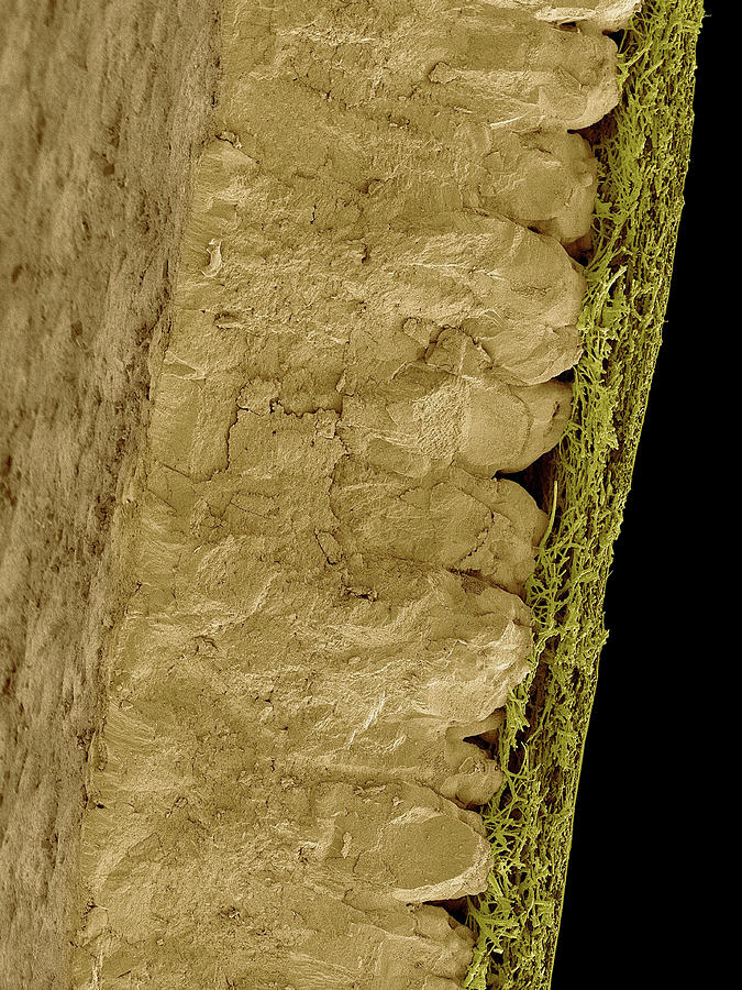 Chicken Eggshell Cross Section #3 Photograph by Dennis Kunkel Microscopy/science Photo Library
