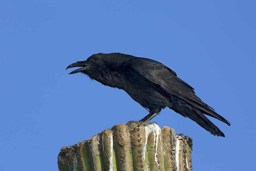 Chihuahuan Raven Photograph by Craig K. Lorenz - Pixels