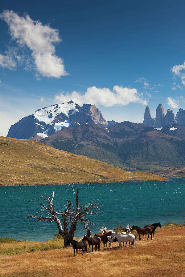 Chile, Torres Del Paine National Park #3 Photograph by Walter Bibikow