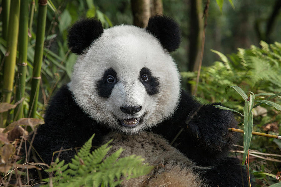 Bamboo Photograph - China, Chengdu, Chengdu Panda Base #3 by Jaynes Gallery