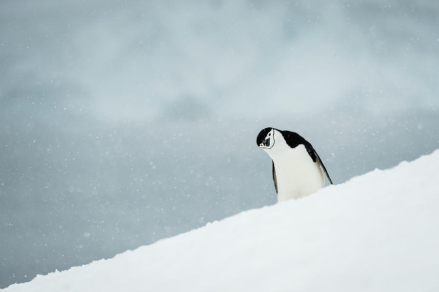 Chinstrap Penguin  Pygoscelis #3 Photograph by Deb Garside