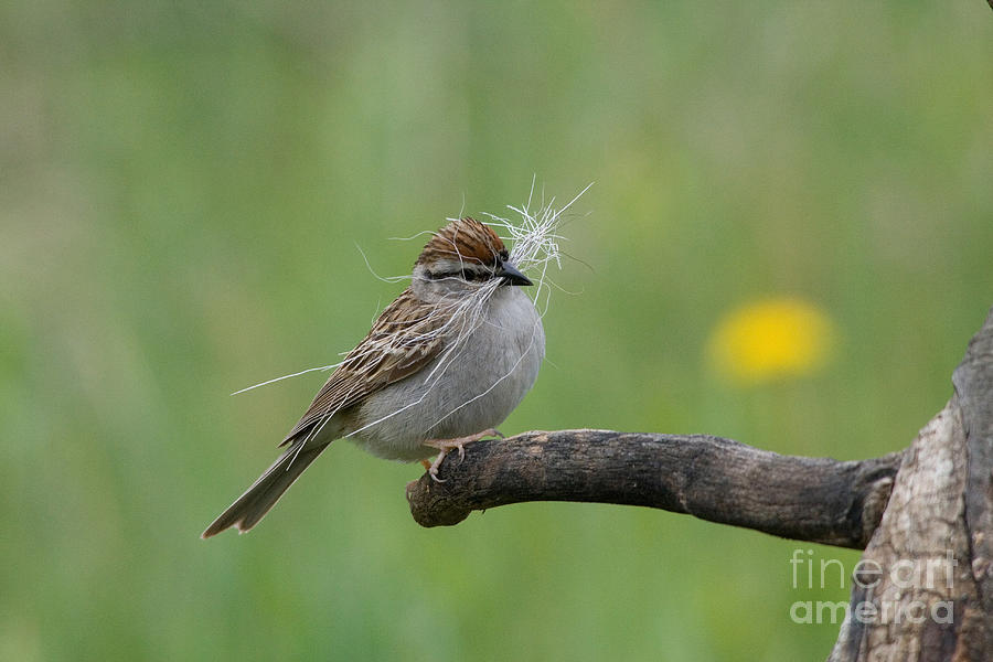 Wildlife Photograph - Chipping Sparrow #3 by Linda Freshwaters Arndt