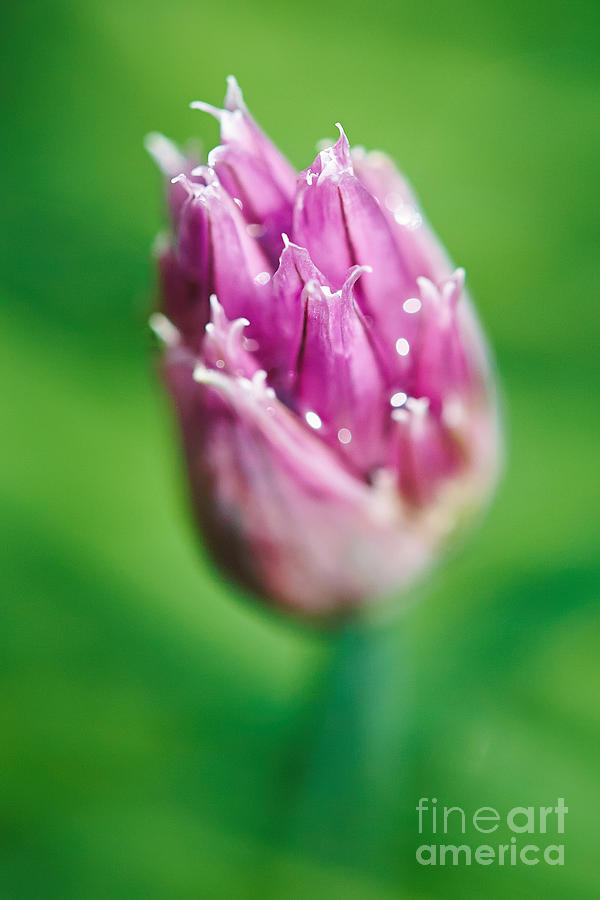 Chive flower #4 Photograph by Nick  Biemans