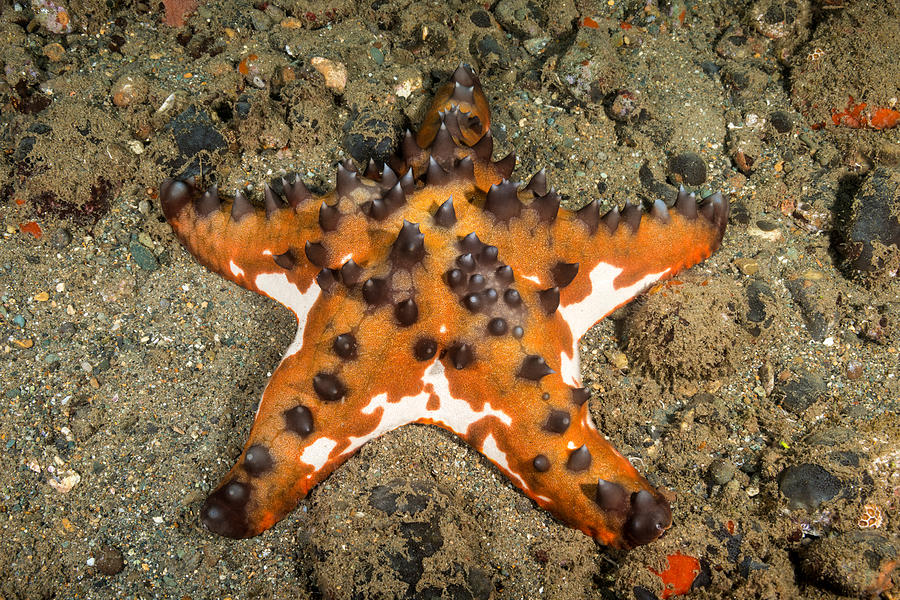 Chocolate Chip Sea Star #3 Photograph by Andrew J. Martinez
