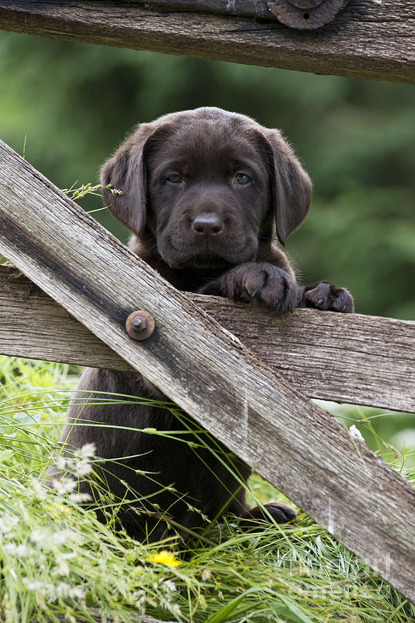 Chocolate Labrador Puppy #3 Photograph by John Daniels