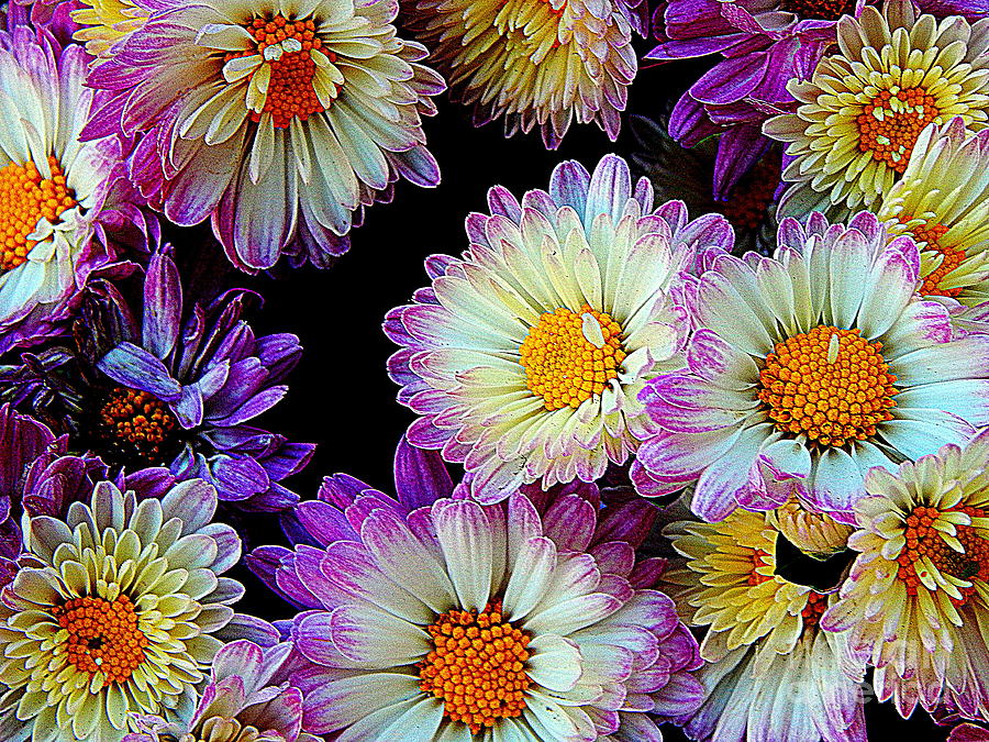Chrysanthemum Fall In New Orleans Louisiana  #2 Photograph by Michael Hoard