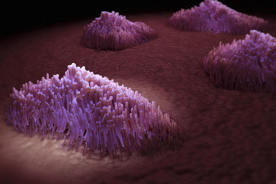Cilia Of The Respiratory Tract #5 Photograph by Science Picture Co