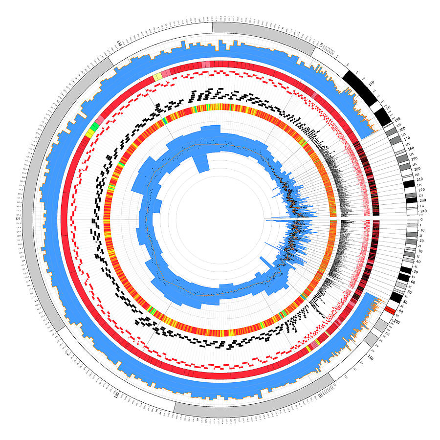 Circular Genome Map Photograph By Martin Krzywinski/science Photo Library