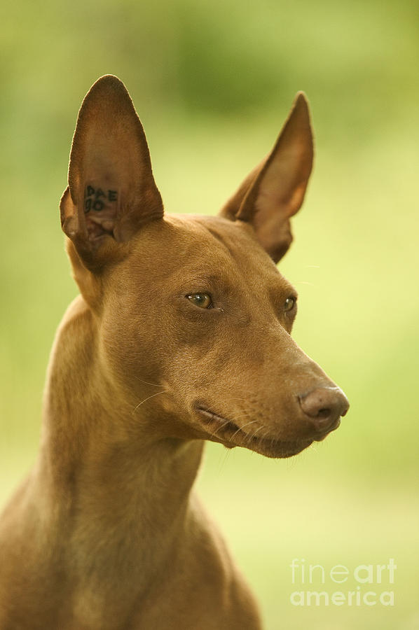 Cirneco Delletna Dog #3 Photograph by Jean-Michel Labat