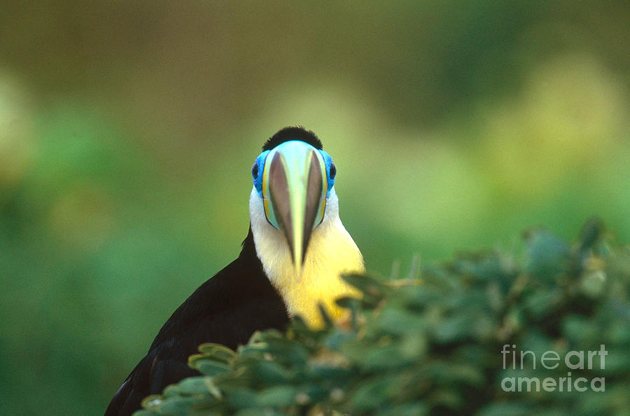 Citron-throated Toucan #3 Photograph by Art Wolfe