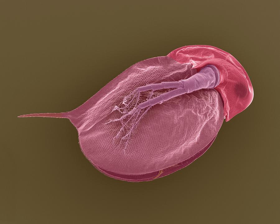 Cladoceran (daphnia Sp.) #3 Photograph by Dennis Kunkel Microscopy/science Photo Library