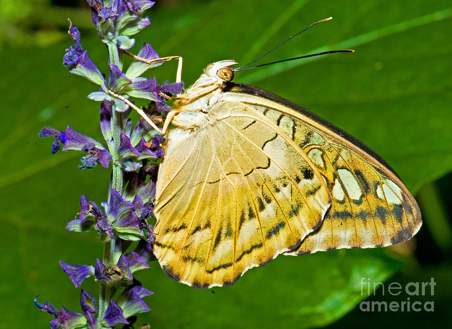 Clipper Butterfly #3 Photograph by Millard H. Sharp