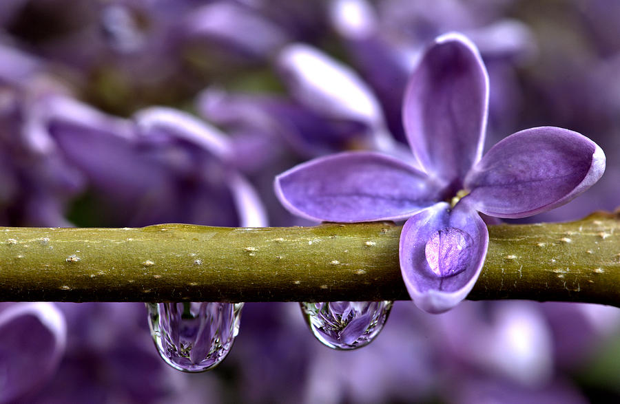 Nature Photograph - Close up Lilac #3 by Mark Duffy